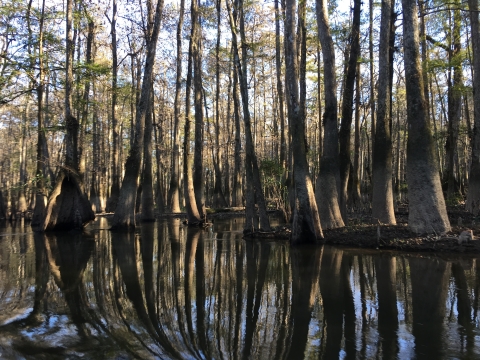 cypress trees in swamp with reflection