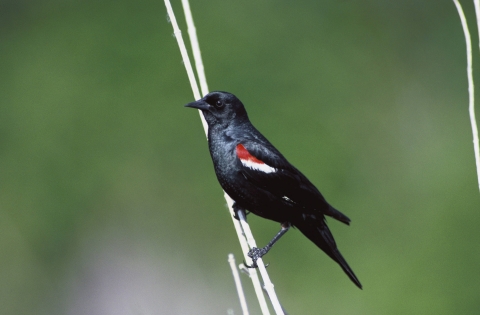 Tricolored Blackbird