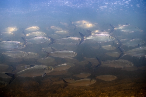 underwater photo of hickory shad fish