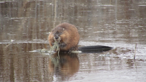 Muskrat, Helgeson Waterfowl Production Area