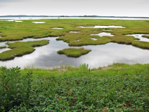 Image of salt marsh