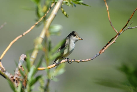 A Willow Flycatcher perched on a branch.