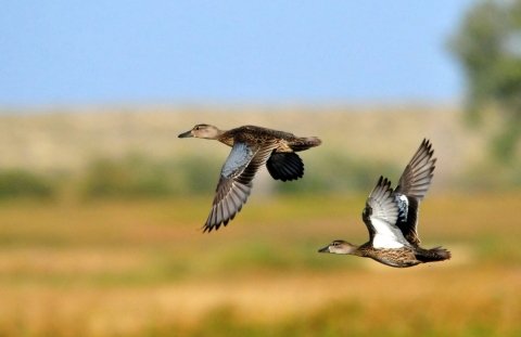 ducks flying