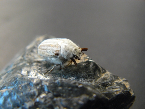 Image of a Casey's June beetle