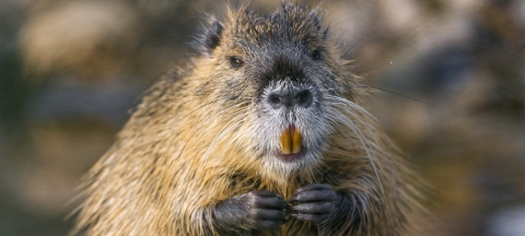 A nutria exposes its large teeth