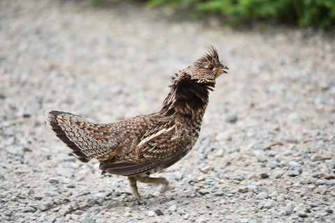 A bird on the ground with various shades of brown and tufted feathers on it's head