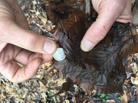 A hand holds a dime next to a tiny crustacean