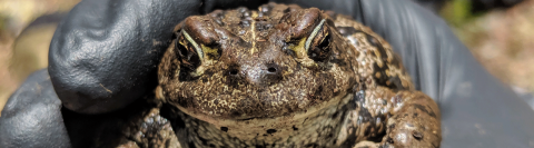 a large toad held in a gloved hand