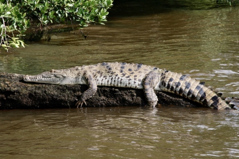A crocodile suns on a log.