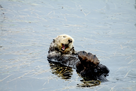 Sea otter yawns in eelgrass in Morro Bay