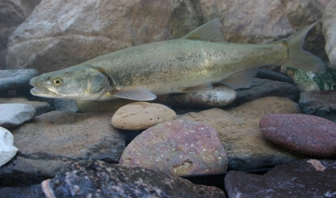 A Colorado pikeminnow swimming above rocks at the bottom of a river