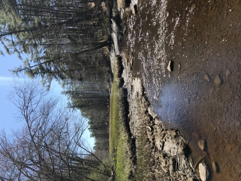 a stream flows through a patch of green grass between stands of forest