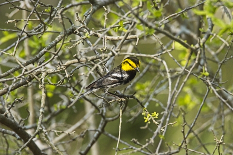 Golden-cheeked warbler at Guadalupe River State Park. Endangered/threatened species