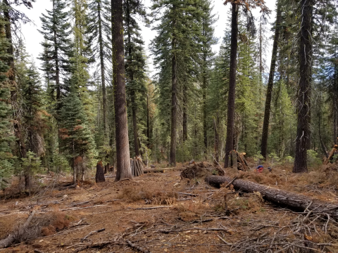 Image of a forest with large mature trees in view with felled trees on the ground