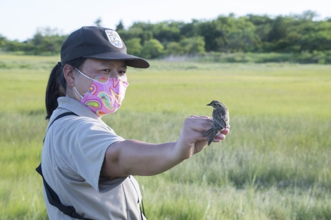 Image of biologist holding out a saltmarsh sparrow in her hand