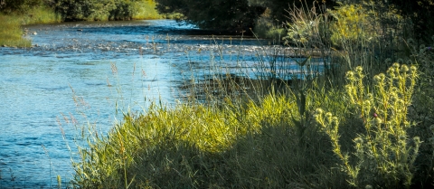Trees and grasses line the sides of a river with ripples across the surface.
