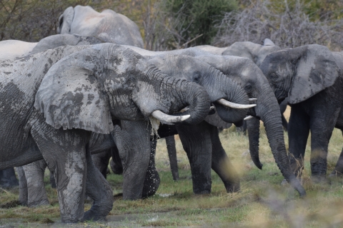 Savanna elephants stand close together and drink water