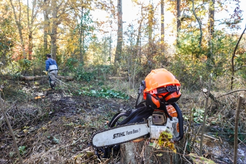 Man pulling small trees past an idle chainsaw
