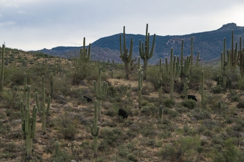 3 black cattle are grazing among saguaro cacti 