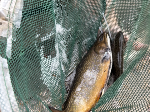 Brook Trout 