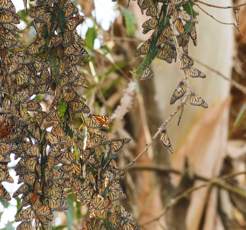 Group of clustered monarch butterflies in a eucalyptus tree.