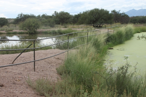 A body of water with a fence and grasses