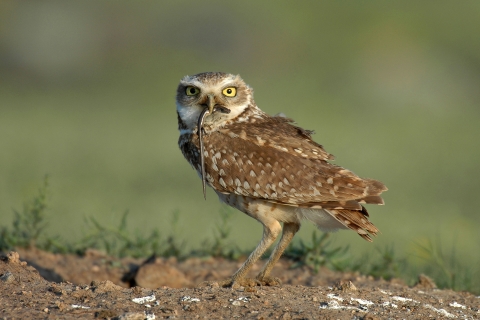 Burrowing owl with a skink in its beak
