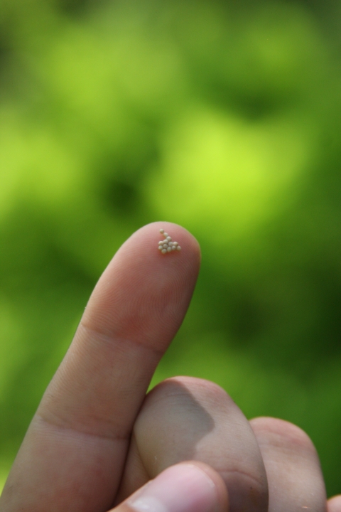 13 sea lamprey eggs on a finger tip