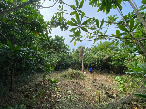 A Kupu member stands within an outplanting site, which is surrounded by limestone forest. An old fence can be seen circling an area. Within the fence is a pile of an invasive plant that has been pulled. The area inside the fence and surrounding the fence has been cleared of vegetation; however, there are trees circling the fence.