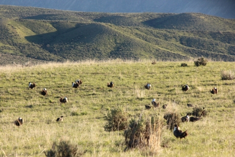 photo of a greater sage-grouse lek in Morgan Gulch, CO