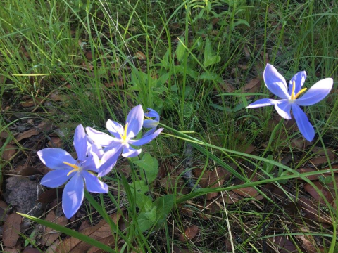 Wildflowers and grass