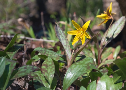 Yellow trout lily in bloom