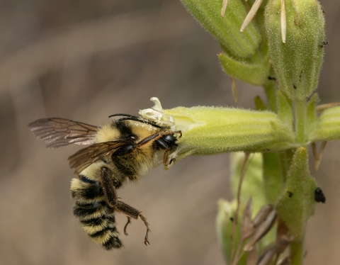 Bumble bee at Spalding's catchfly