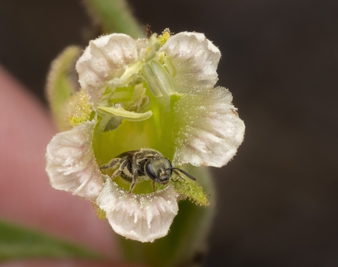 A bee crawls out of a white Spalding's catchfly flower