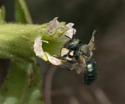 A mason bee at a Spalding's catchfly flower