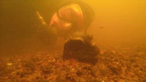 A biologist wearing underwater gear peers at a mussel on a riverbed.
