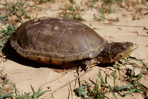 a brown turtle crawls on a wet sandy area with green grass