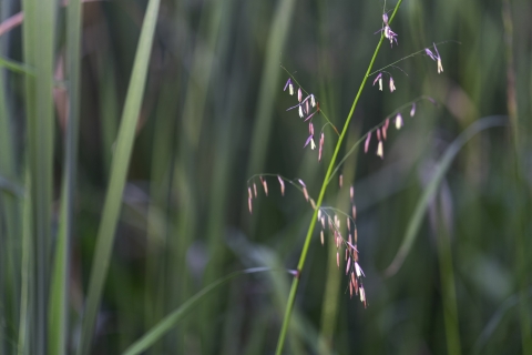 Close of of a single stalk of wild rice with small light pink and purple flowers with other green stalks blurred in the background.