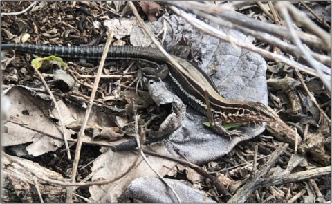 Pictured in the wild, the endangered Saint Croix ground lizard is a small lizard endemic to the U.S. Virgin Islands.