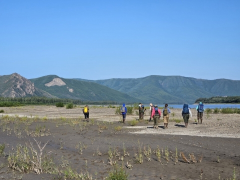 A group of biologists spread out to survey gravel bar along the Yukon River for invasive white sweetclover.