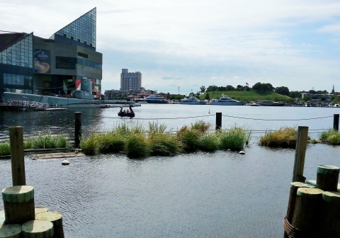 Floating wetlands with part of the baltimore skyline in the background