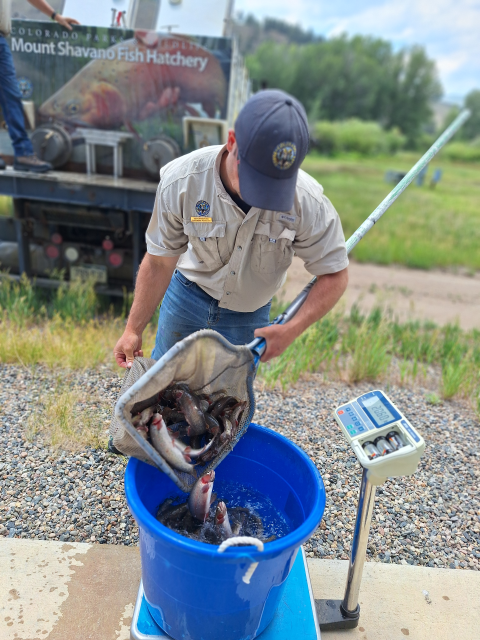A man wearing a tan uniform dump fish from a net into a large blue bucket