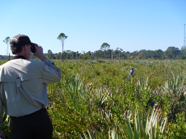 An image of a Service employee looking through binoculars at a Florida scrub-jay.