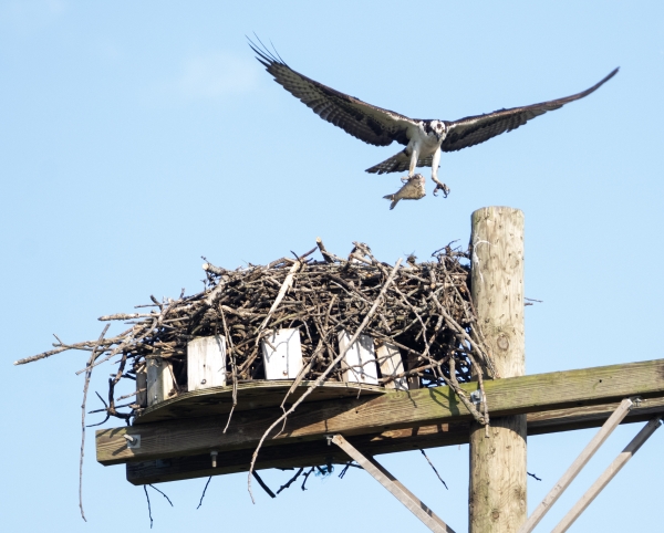 Osprey Holding fish in talon about to land in nest