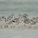Smal flock of white and grey shorebirds in the water. Photo appears to be taken from a distance