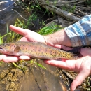 A medium shot of a person's hands holding a brown, red and gold trout with dark spots.