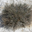 Green and brown bush in desert