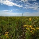 windmill and flowers in the prairie
