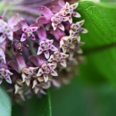 Common milkweed in bloom