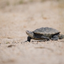 a turtle moves over sandy habitat